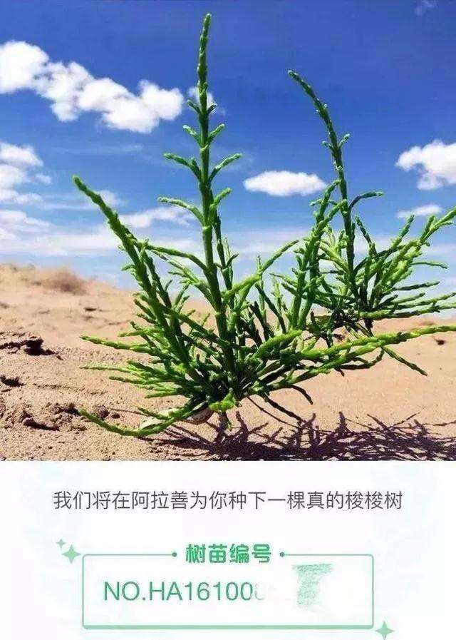 广告人干货库 品牌人格化营销,如何再造一个江小白?!-广告人干货库