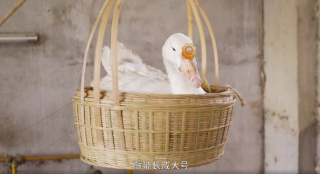 石锤！QQ是真在养「鹅］！-广告人干货库