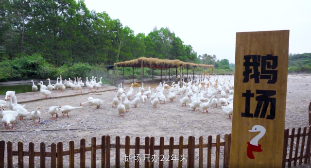 石锤！QQ是真在养「鹅］！-广告人干货库