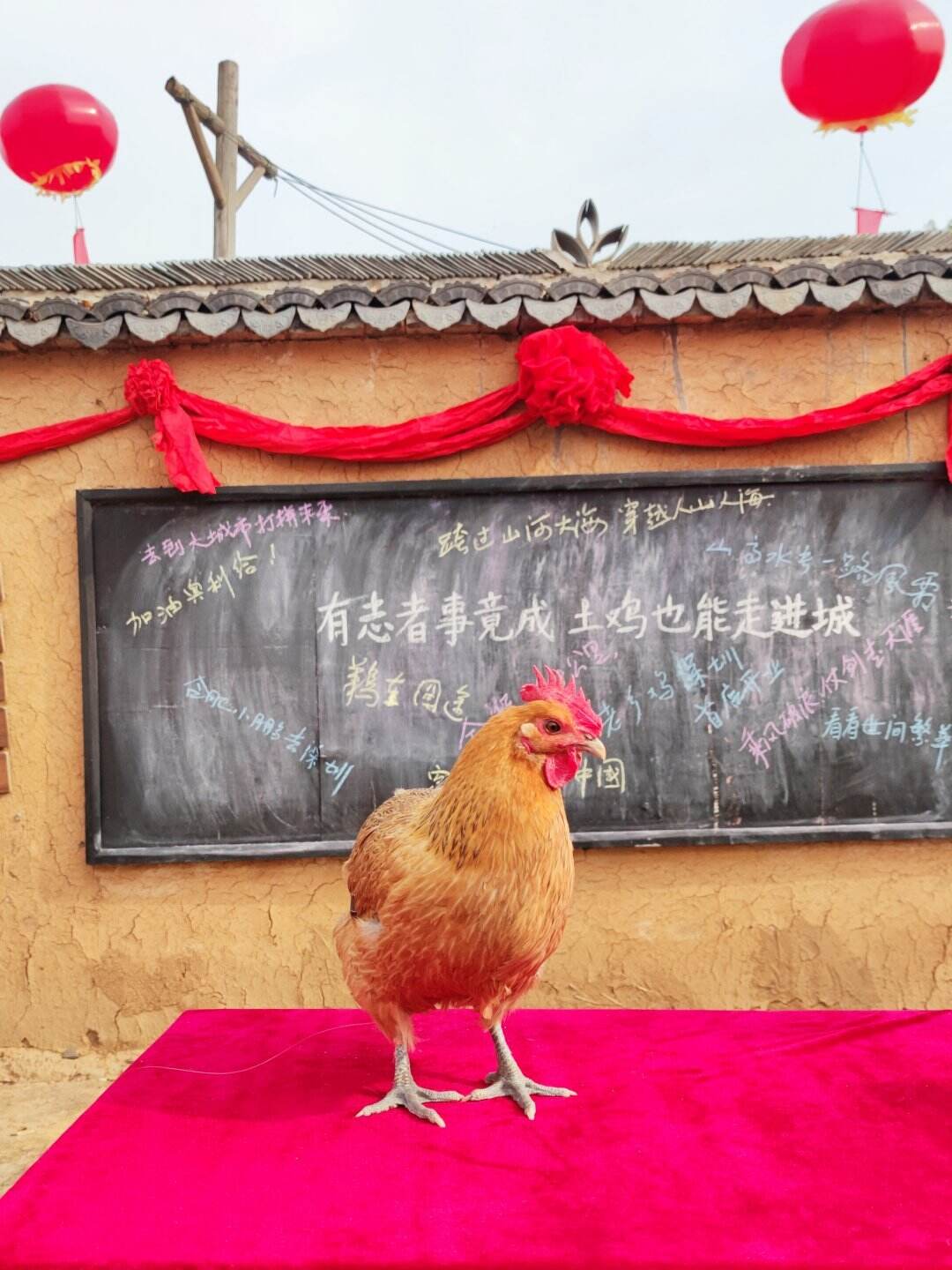 老乡鸡护送合肥土鸡小鹏去深圳。-广告人干货库