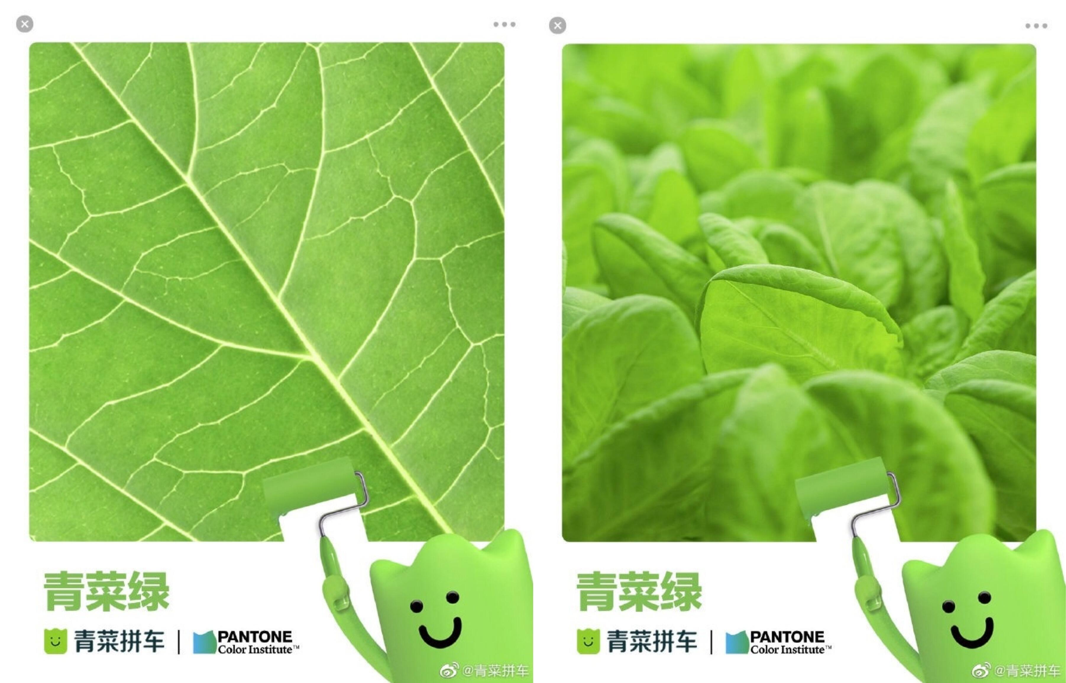 青菜拼车 × Pantone 联合发布环保品牌色-广告人干货库