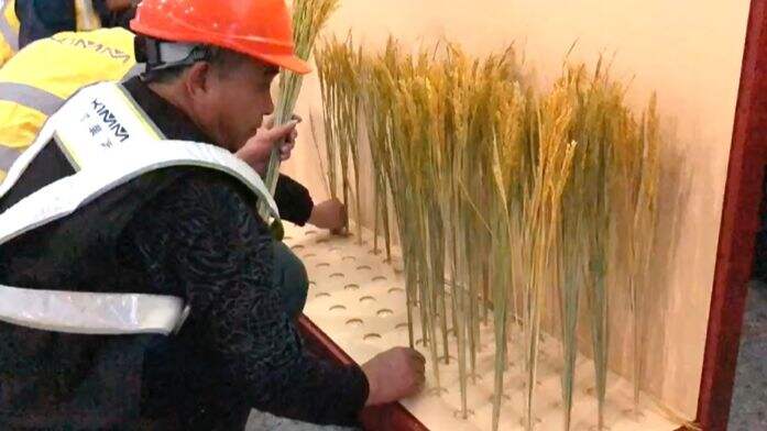 听说你没见过水稻，我们就把水稻种进了地铁站-广告人干货库