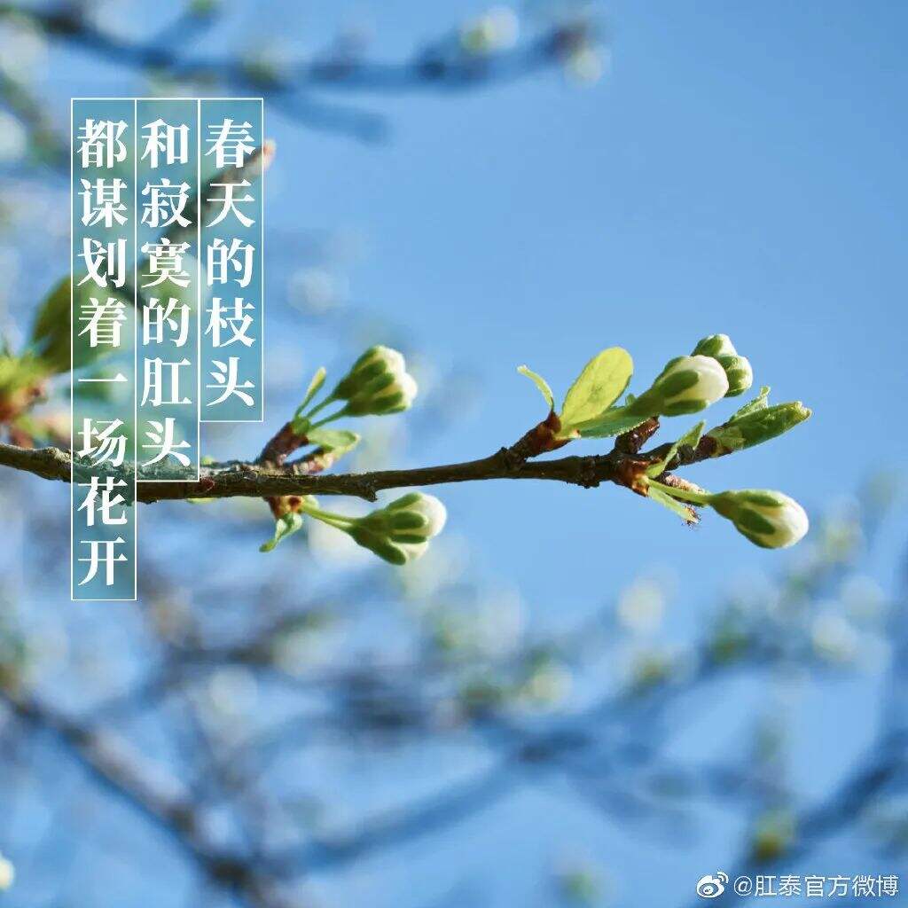 广告人干货库 肛泰最新文案,我真的服了!-广告人干货库