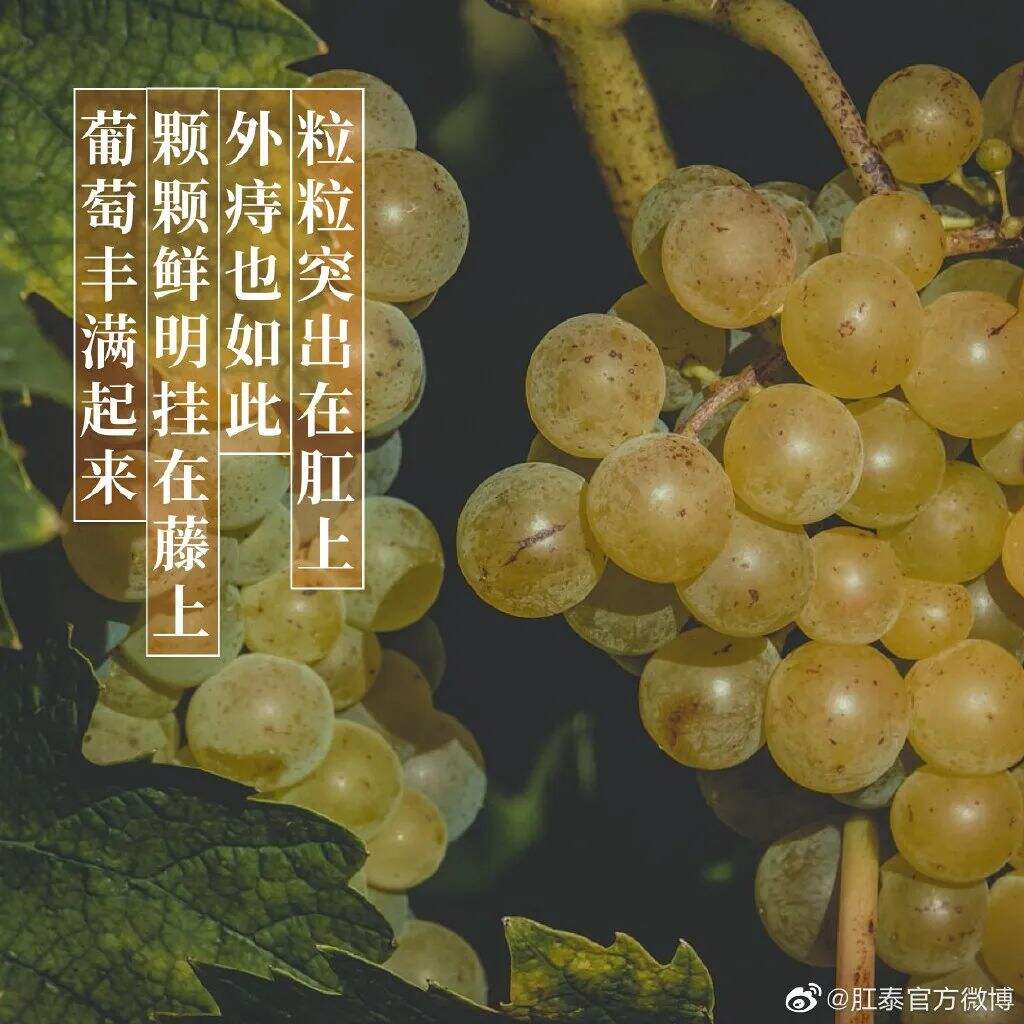 广告人干货库 肛泰最新文案,我真的服了!-广告人干货库