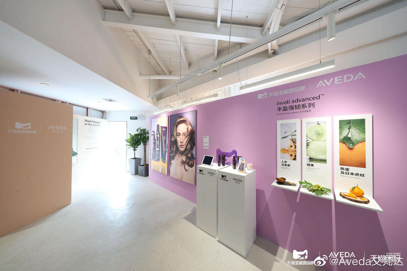 「地球植力发型师」 Aveda 将在天猫出道-广告人干货库