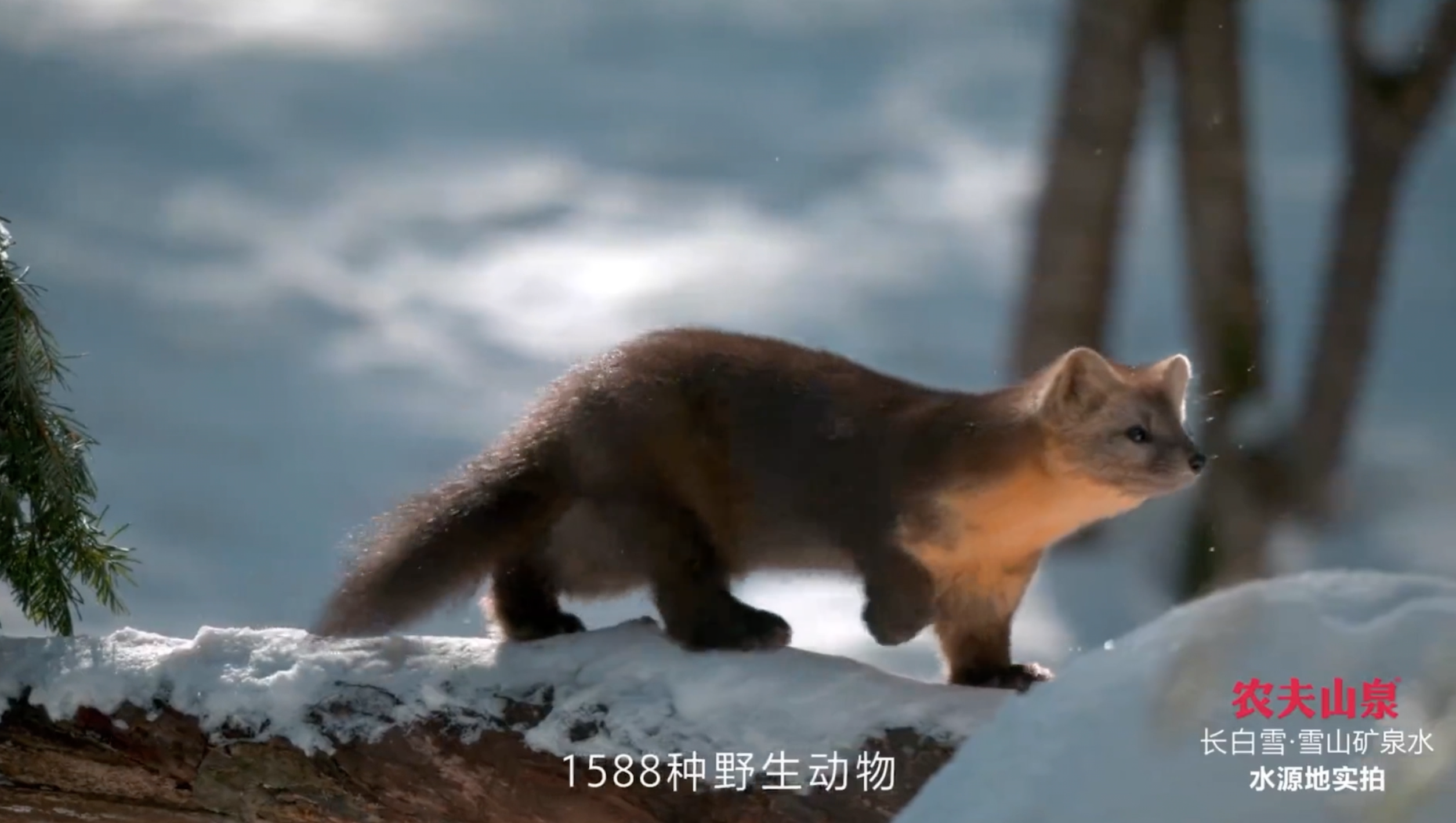 农夫山泉「长白雪」邀你品尝长白山雪花的味道-广告人干货库