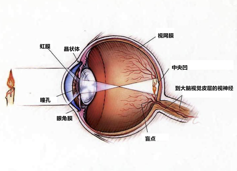 广告人干货库 每个设计师都应该知道的视觉感知规律和格式塔原理-广告人干货库