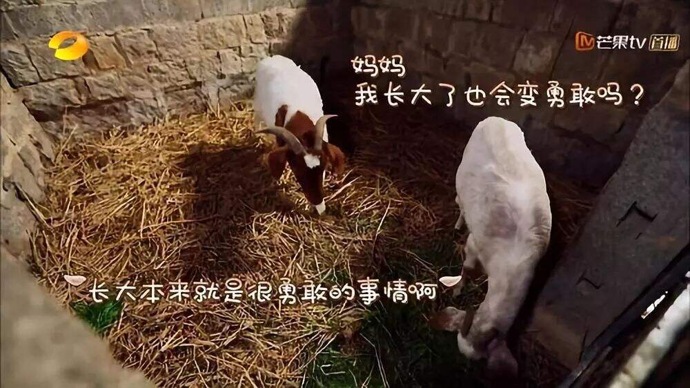 广告人干货库 重温《向往的生活5》,这50句文案令人印象深刻!-广告人干货库