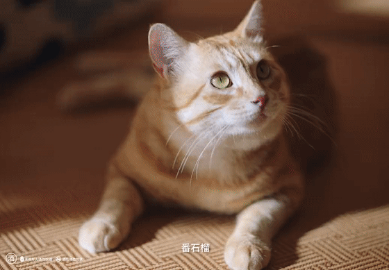 广告人干货库 创意有点平?把主角换成动物试试!-广告人干货库