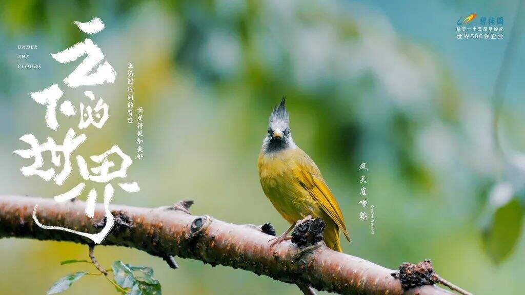 广告人干货库 碧桂园新海报,野得很太有内味了!!!-广告人干货库