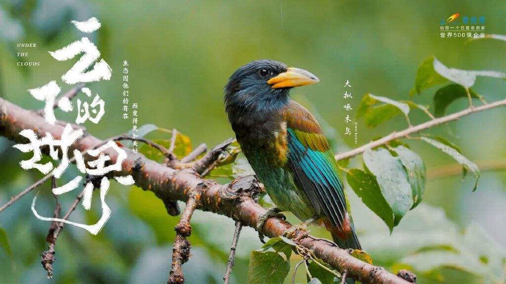 广告人干货库 碧桂园新海报,野得很太有内味了!!!-广告人干货库