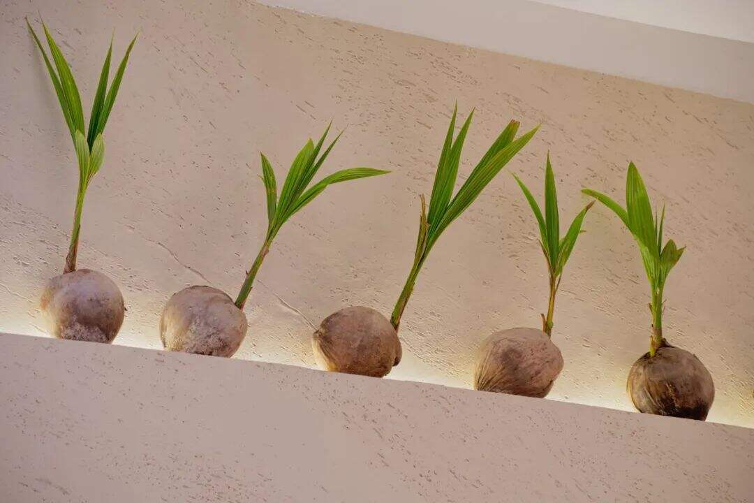 广告人干货库 椰子水或是植物基饮品的下个流行趋势,看这家品牌怎么设计?-广告人干货库