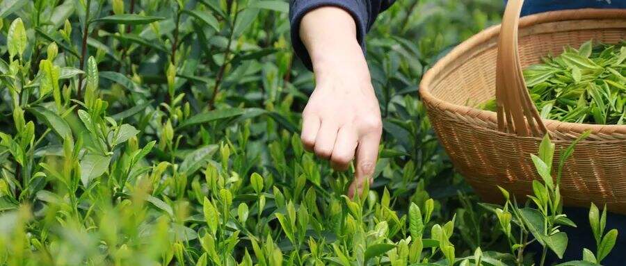 从杜国楹谈小罐茶，看中国农产品的品牌营销机会-广告人干货库