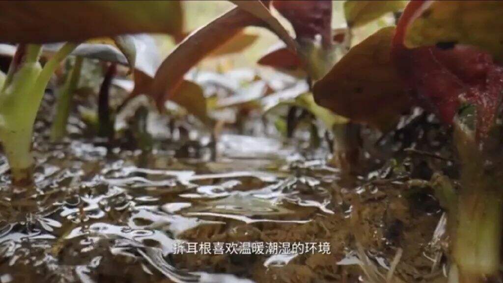 广告人干货库 疫情下的春天,被这些品牌的春日营销治愈-广告人干货库