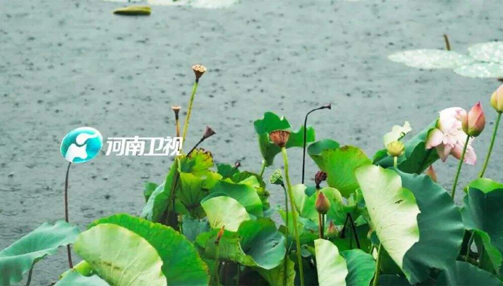 广告人干货库 又出圈了!河南卫视推出四季台标,每个季节都会变-广告人干货库