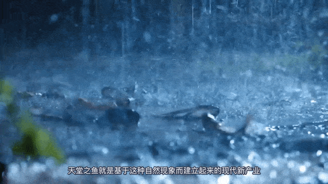 广告人干货库 天上不会掉馅饼,那鱼呢?-广告人干货库