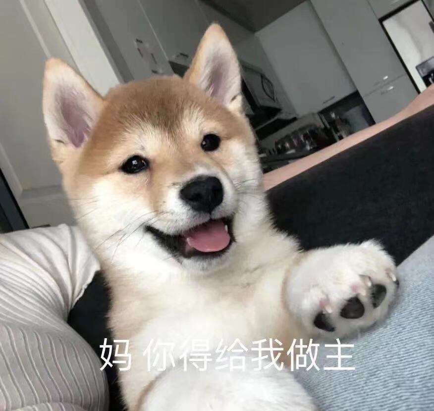 广告人干货库 贝壳:住不住得惯,毛孩子说了算-广告人干货库