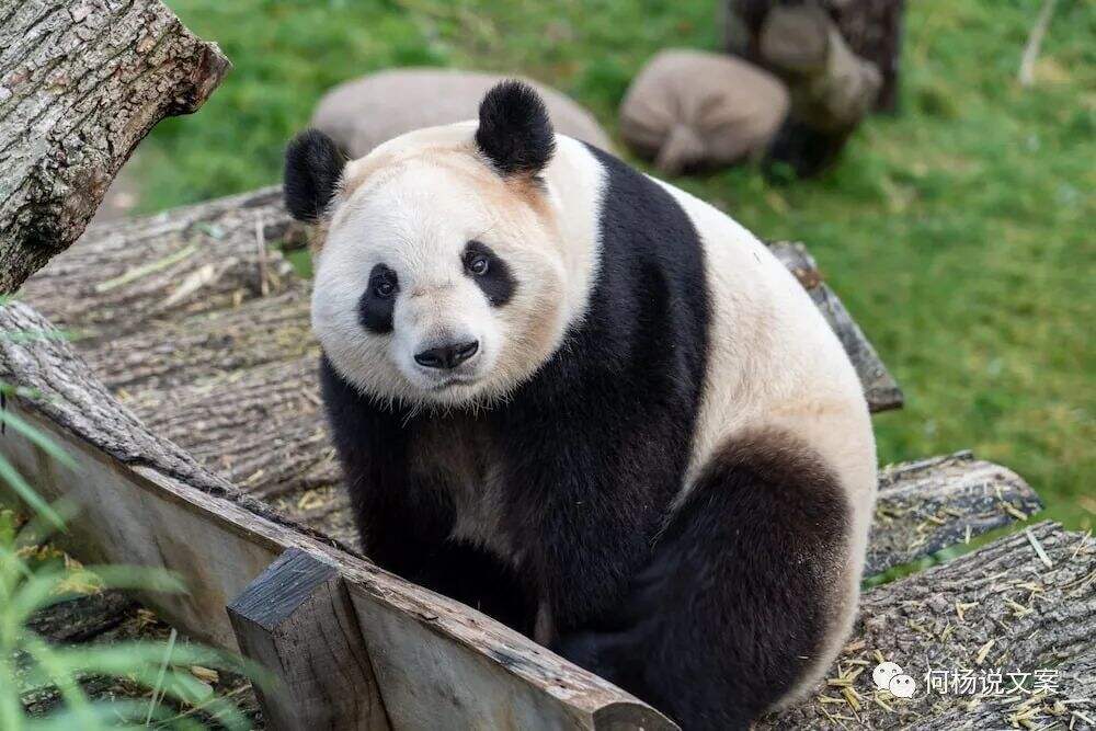 广告人干货库 21个顶尖文案高手写作锦囊-广告人干货库
