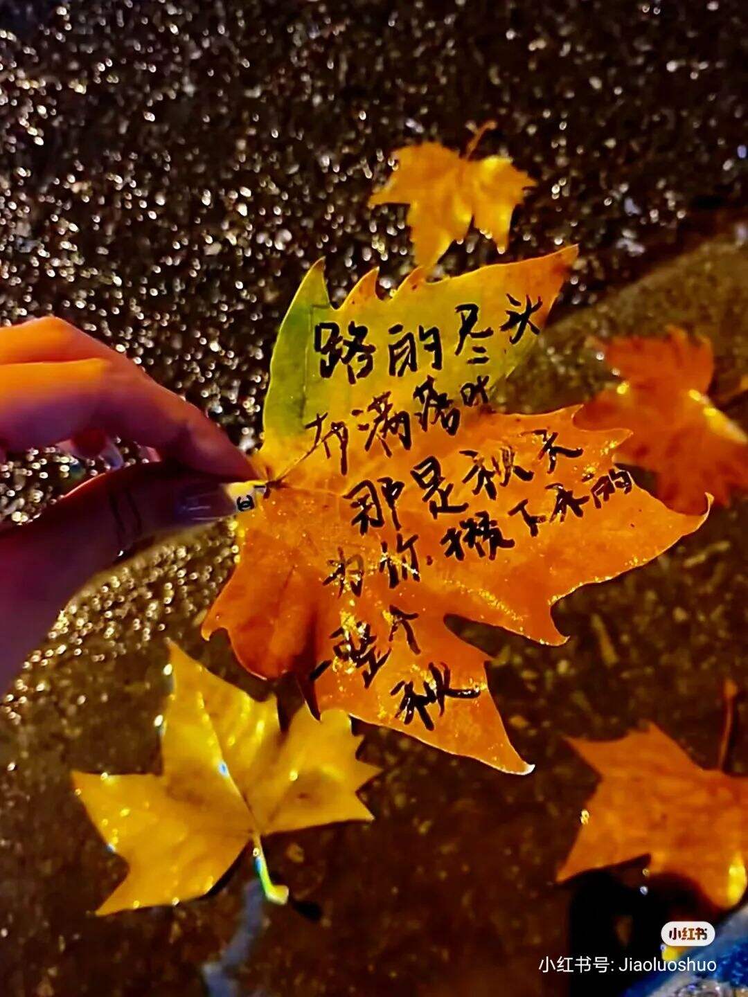广告人干货库 小红书办了一场潦草赏秋大会,文案松弛感拉满-广告人干货库