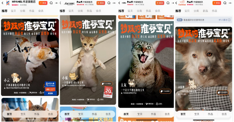 广告人干货库 淘宝×它基金:特殊的「推荐宝贝」,帮小流浪过冬-广告人干货库