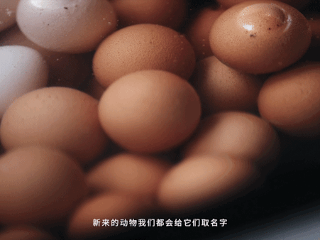 广告人干货库 淘宝×它基金:特殊的「推荐宝贝」,帮小流浪过冬-广告人干货库