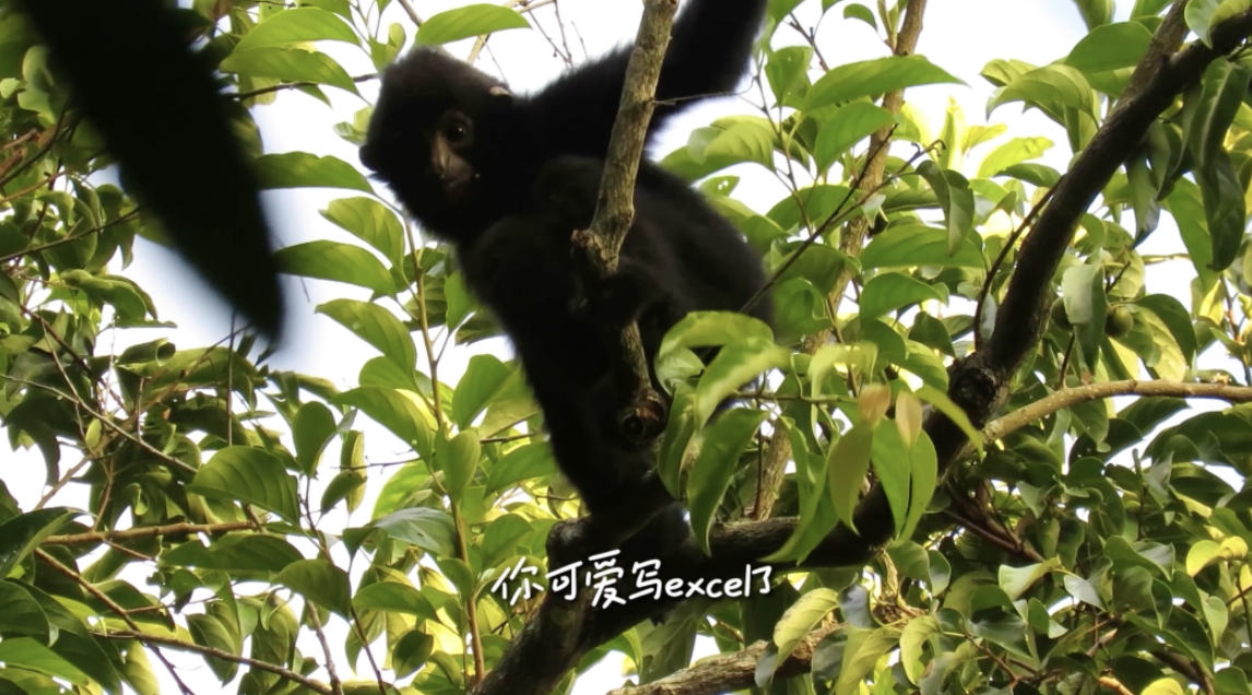 腾讯×国家公园：和大熊猫东北虎们一起上班-广告人干货库