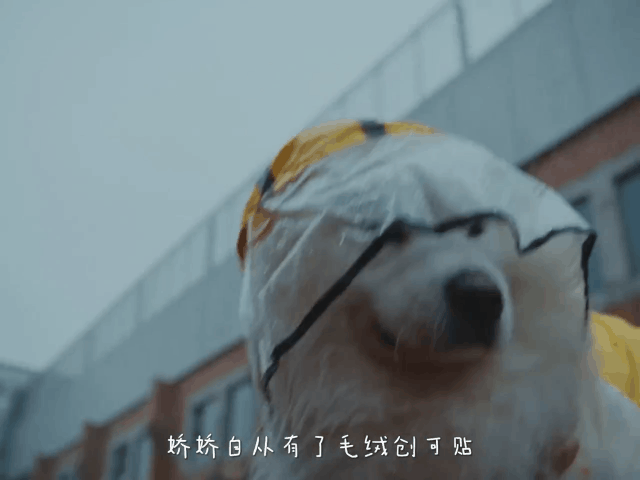 广告人干货库 京东宠物:你有一个神奇的「毛绒创可贴」待领取-广告人干货库