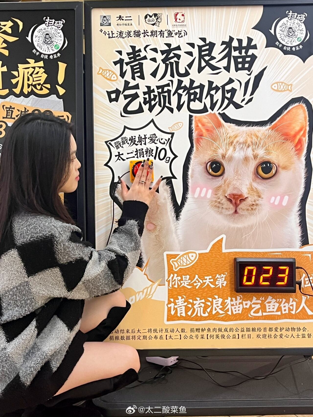 太二为流浪猫送出铁饭碗-广告人干货库