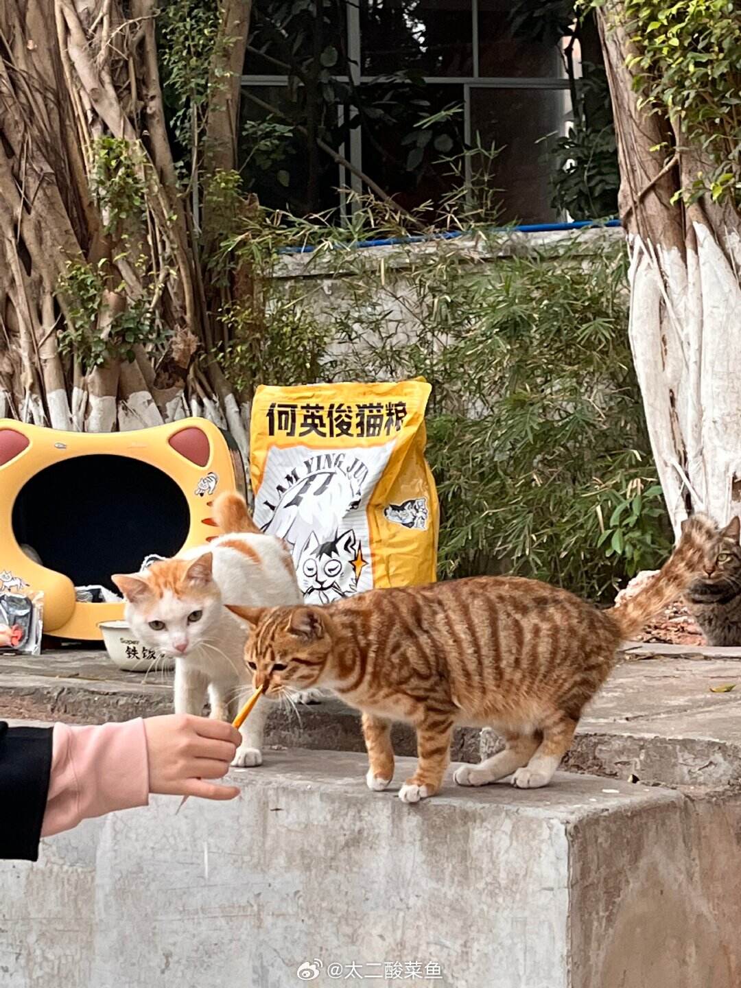 太二为流浪猫送出铁饭碗-广告人干货库