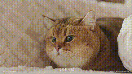 广告人干货库 在?进来看看猫片-广告人干货库