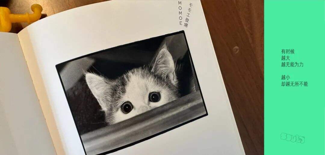 广告人干货库 SOULO # 淘宝猫王大赛 : 每只小猫都万能-广告人干货库