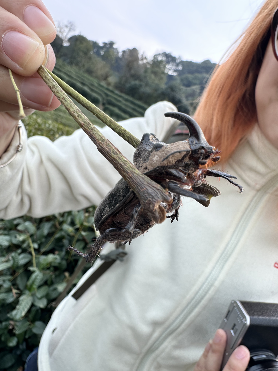 广告人干货库 天猫年货节:把亲爱的家乡,贴上车窗-广告人干货库