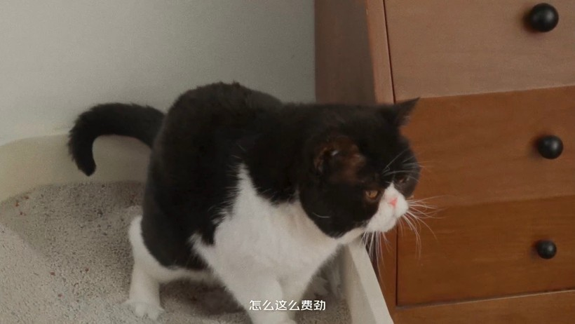 京东超市:假如宠物会蛐蛐?-广告人干货库