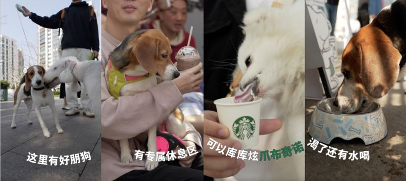 比人 比狗 来星巴克比个耶-广告人干货库