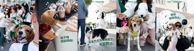 比人 比狗 来星巴克比个耶-广告人干货库