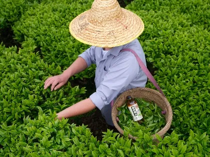 文明 X 康师傅 | 当凤凰单丛遇见年轻传人,我们如何讲述茶的「新」故事?-广告人干货库