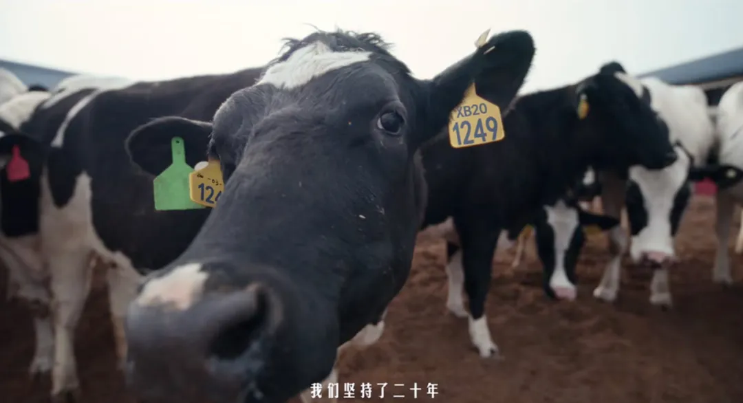 看完金典新广告,只想去呼伦贝尔当牛马-广告人干货库