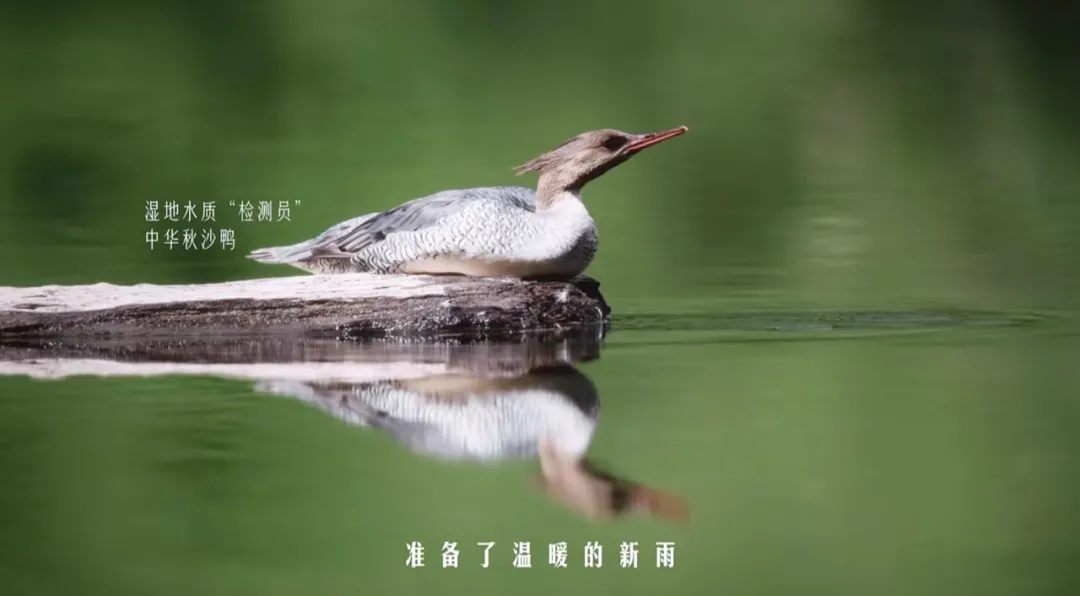 看完金典新广告,只想去呼伦贝尔当牛马-广告人干货库