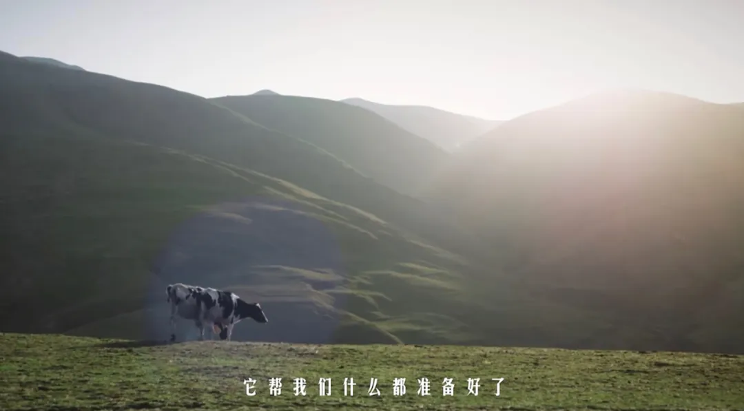 看完金典新广告,只想去呼伦贝尔当牛马-广告人干货库