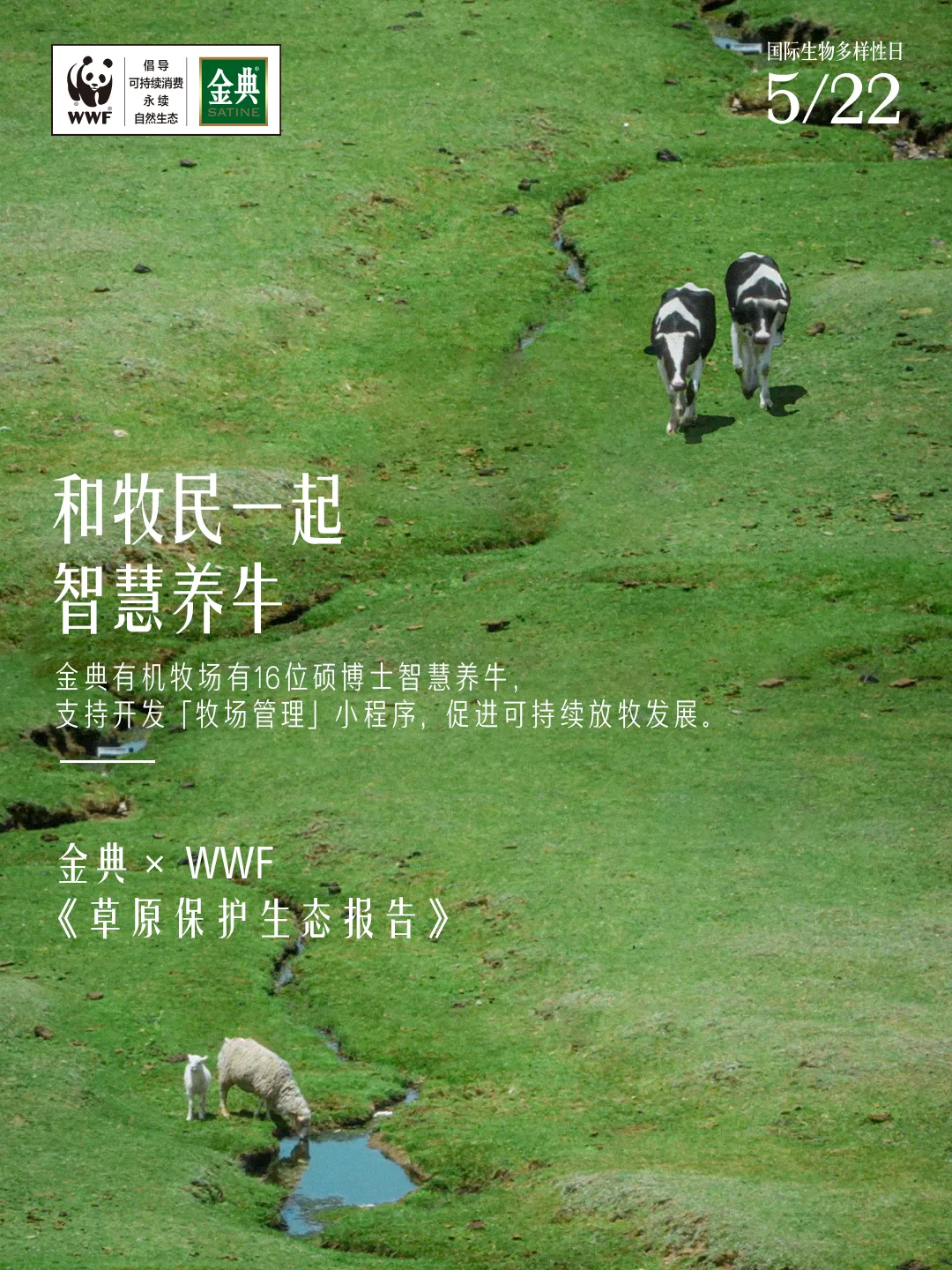 看完金典新广告,只想去呼伦贝尔当牛马-广告人干货库