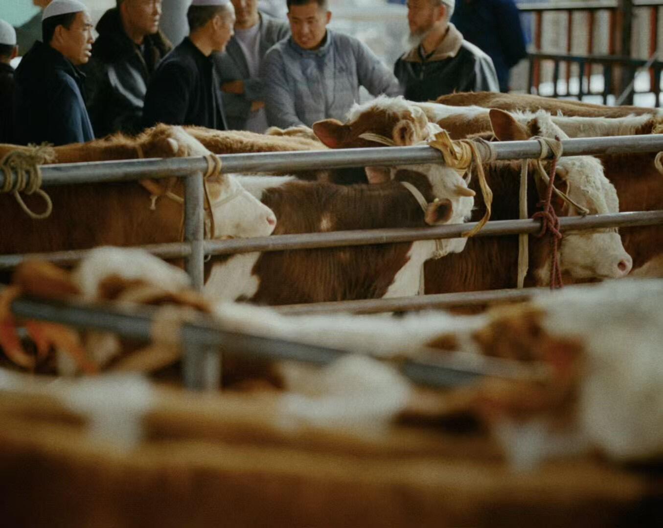 广告人干货库 美团团购纪录片:梦回白马浪-广告人干货库