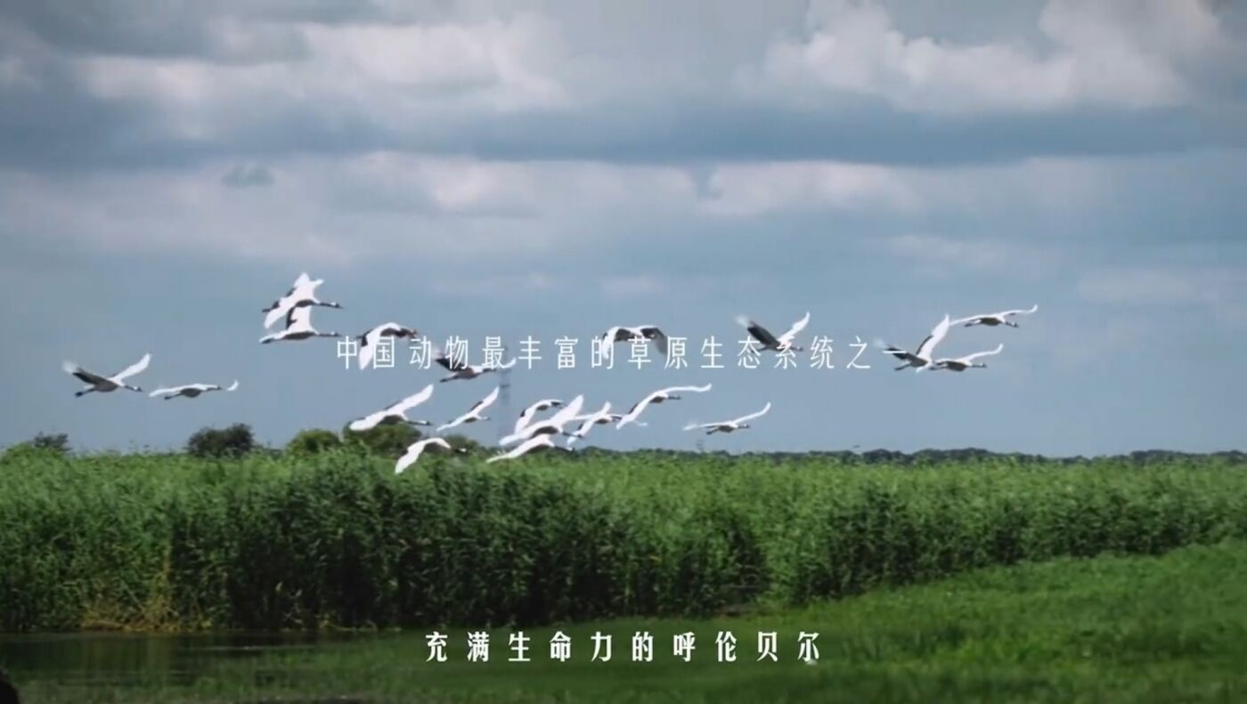 广告人干货库 20年 “挺牛”的金典只做了一件事-广告人干货库