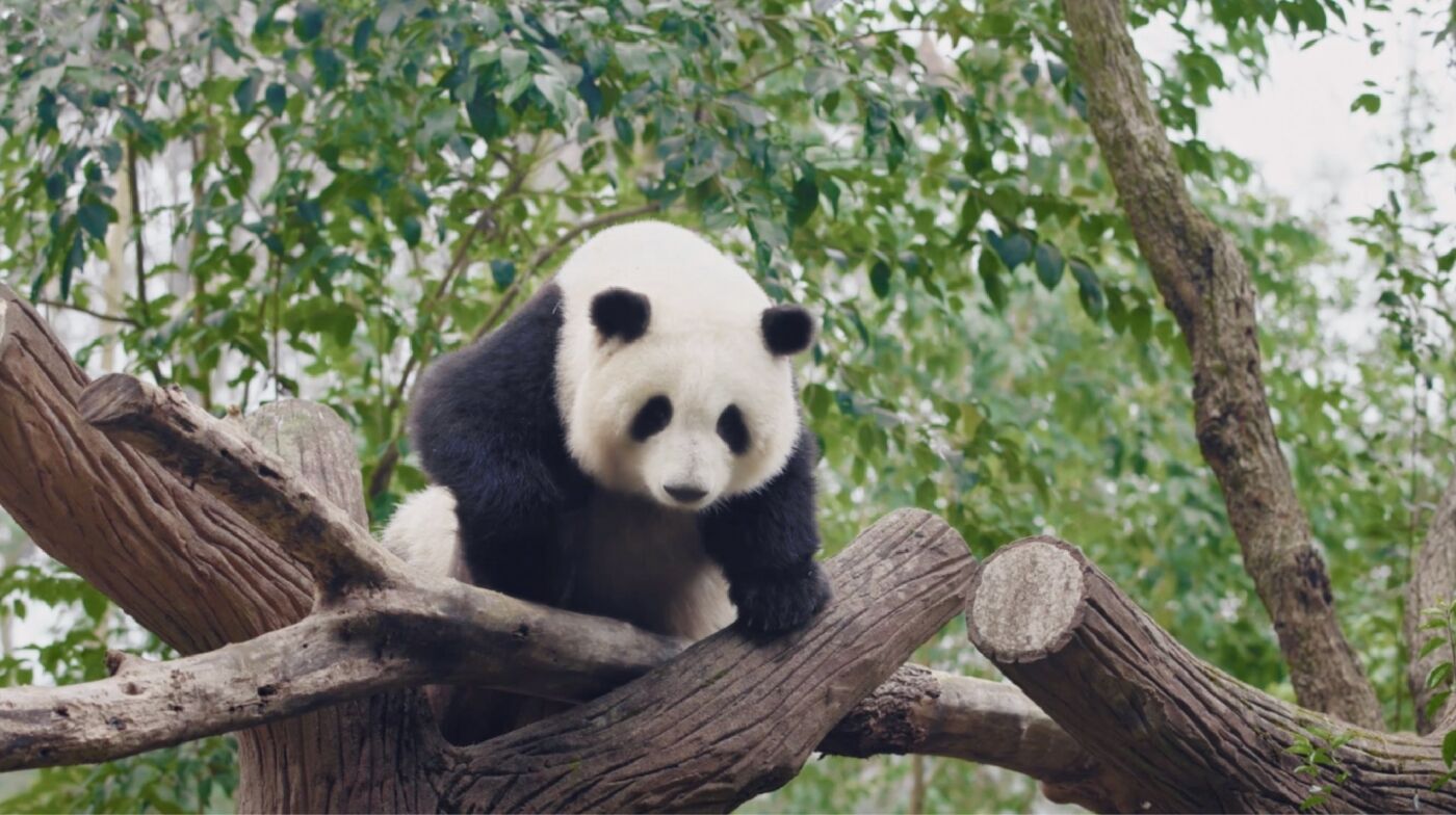 广告人干货库 科大讯飞:熊猫花花包教会你上班-广告人干货库