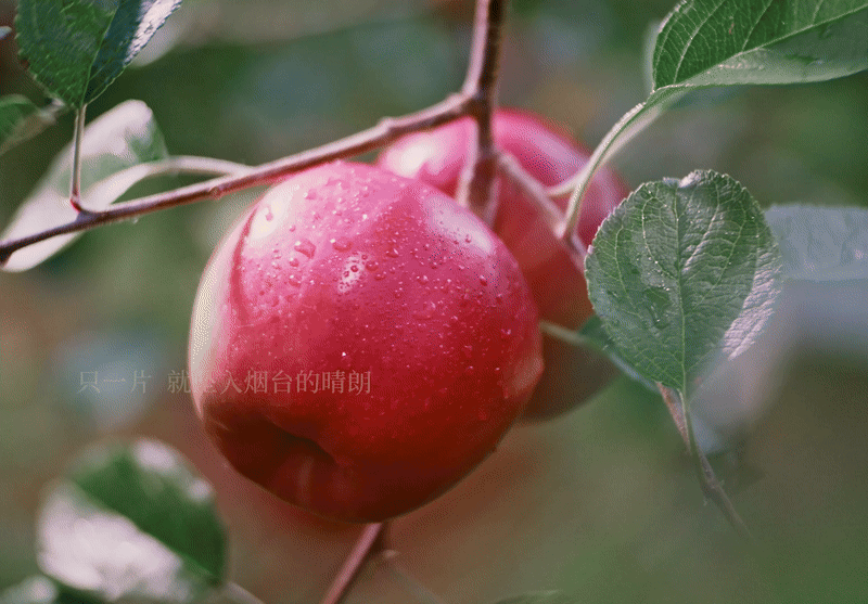 广告人干货库 沃尔玛「入口有回声」:一条听馋了的中秋广告-广告人干货库
