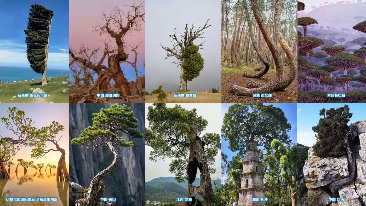 广告人干货库 可隆 X 胡歌:致每一棵“胡长的树”-广告人干货库