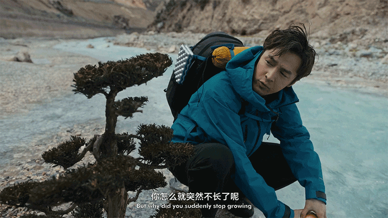 广告人干货库 可隆 X 胡歌:致每一棵“胡长的树”-广告人干货库