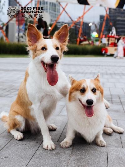 广告人干货库 FISE2025,从一个赛事变成一种公众可以理解的精神-广告人干货库