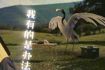 安慕希的野生代言人：豹猴鹤-广告人干货库