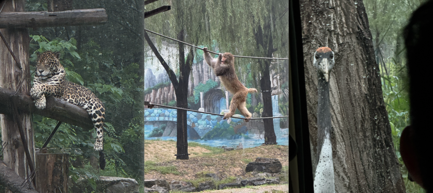 安慕希的野生代言人：豹猴鹤-广告人干货库