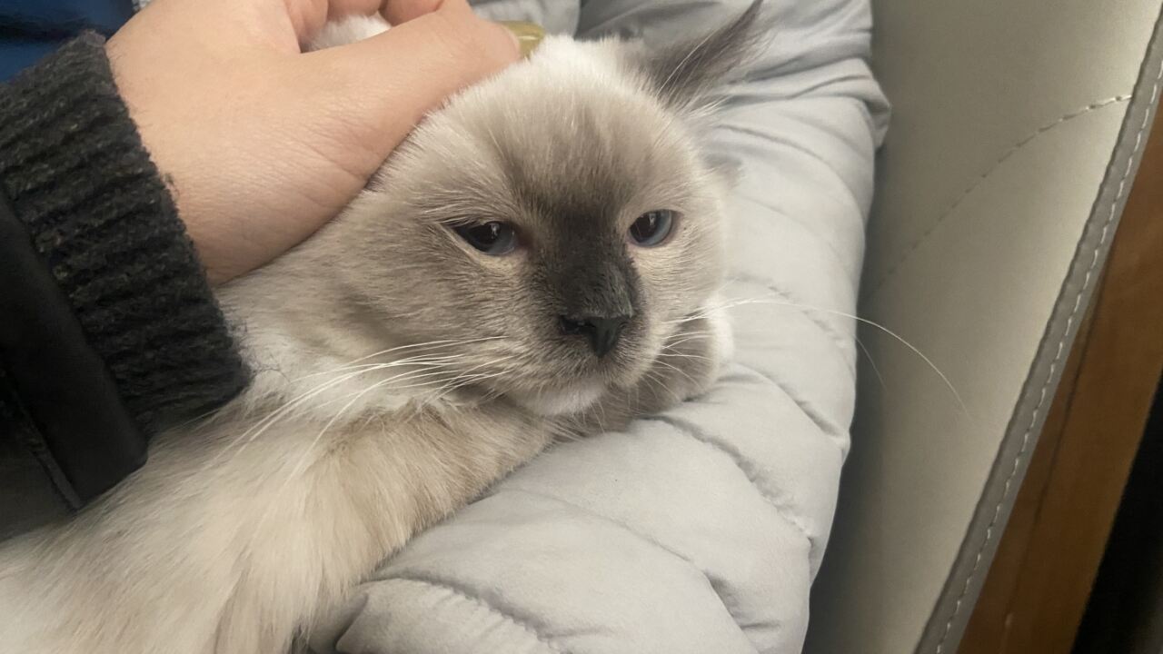 广告人干货库 顾家×美的春日上新:睡出整个春天-广告人干货库